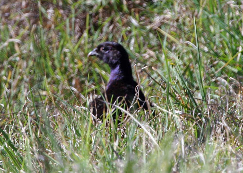 HRBP 5604 Ring-necked Pheasant mutant.jpg